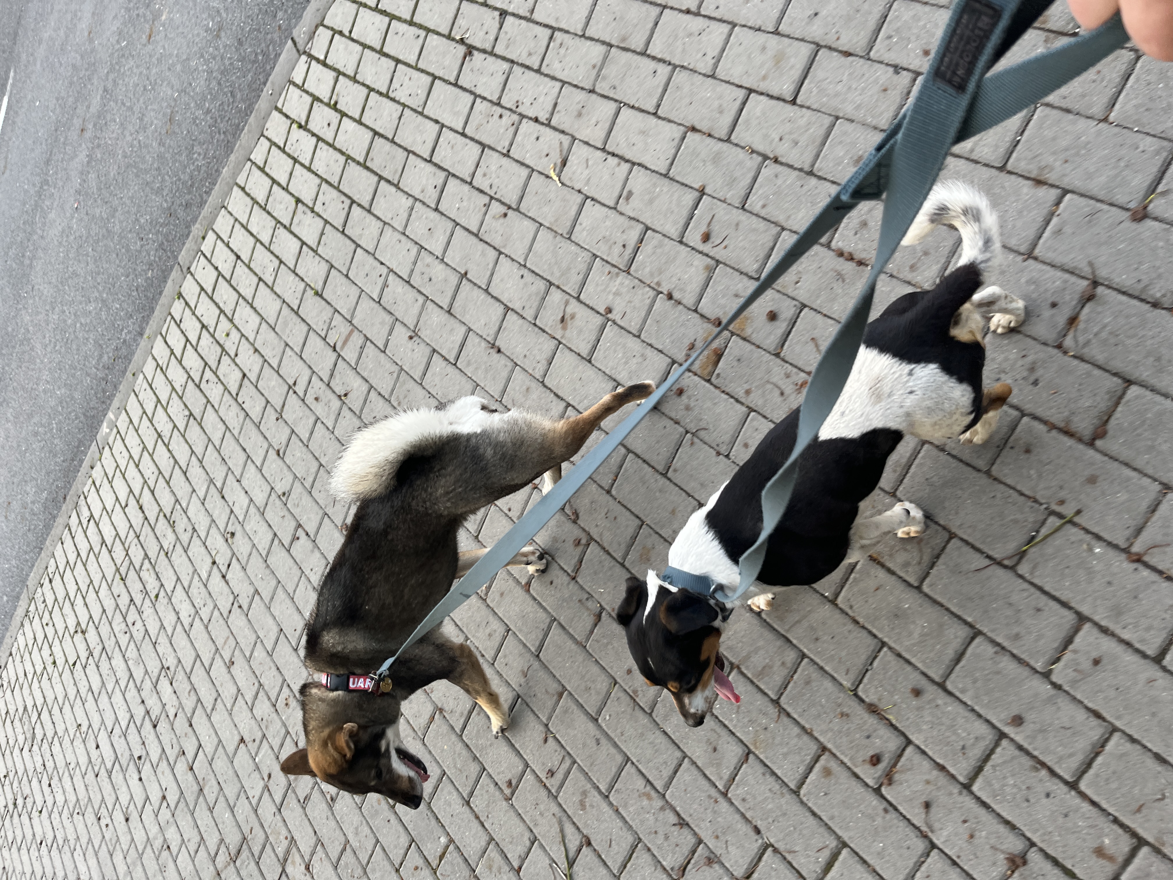 Jack Russell – fotografia 1