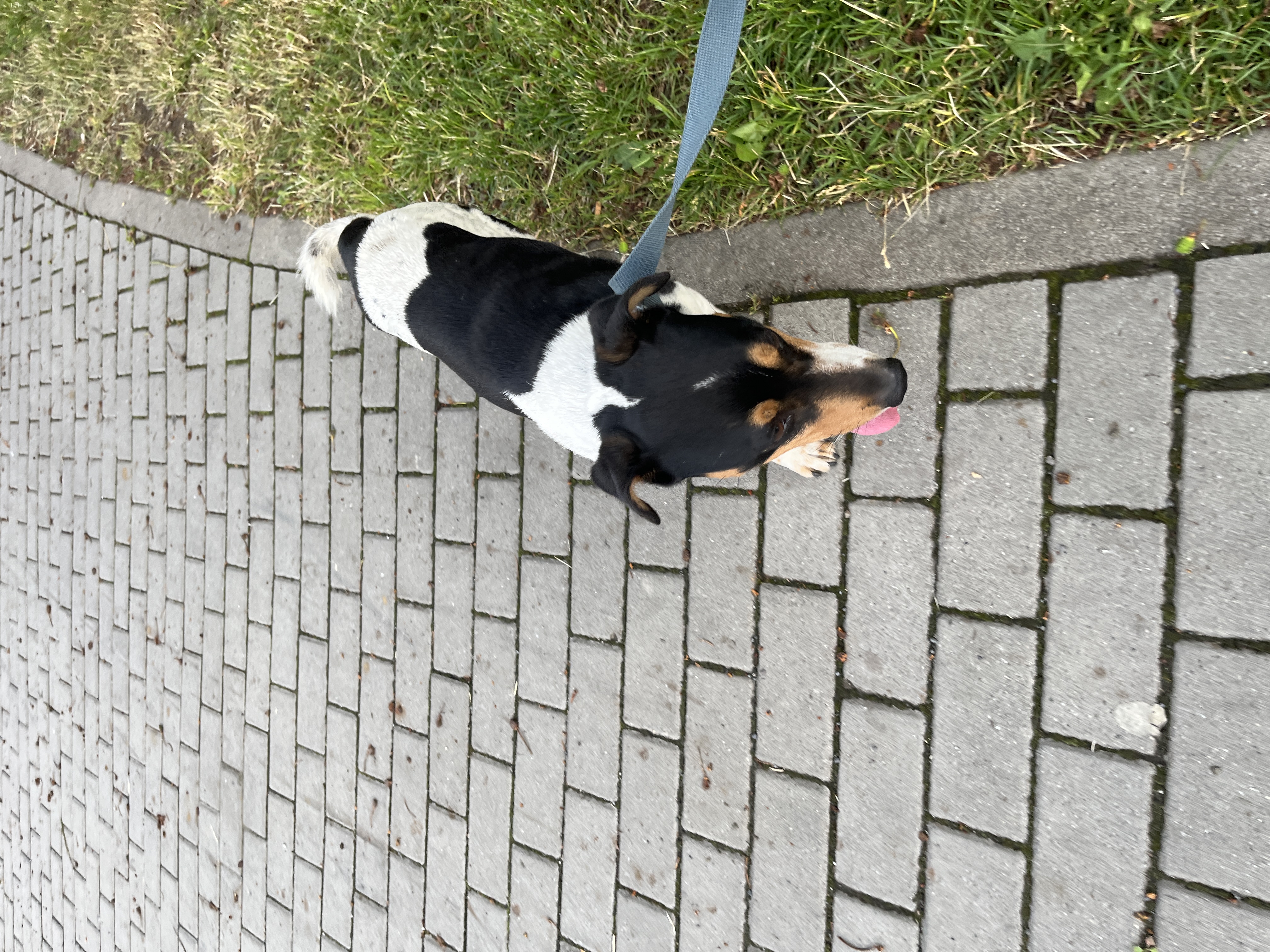 Jack Russell – fotografia 2