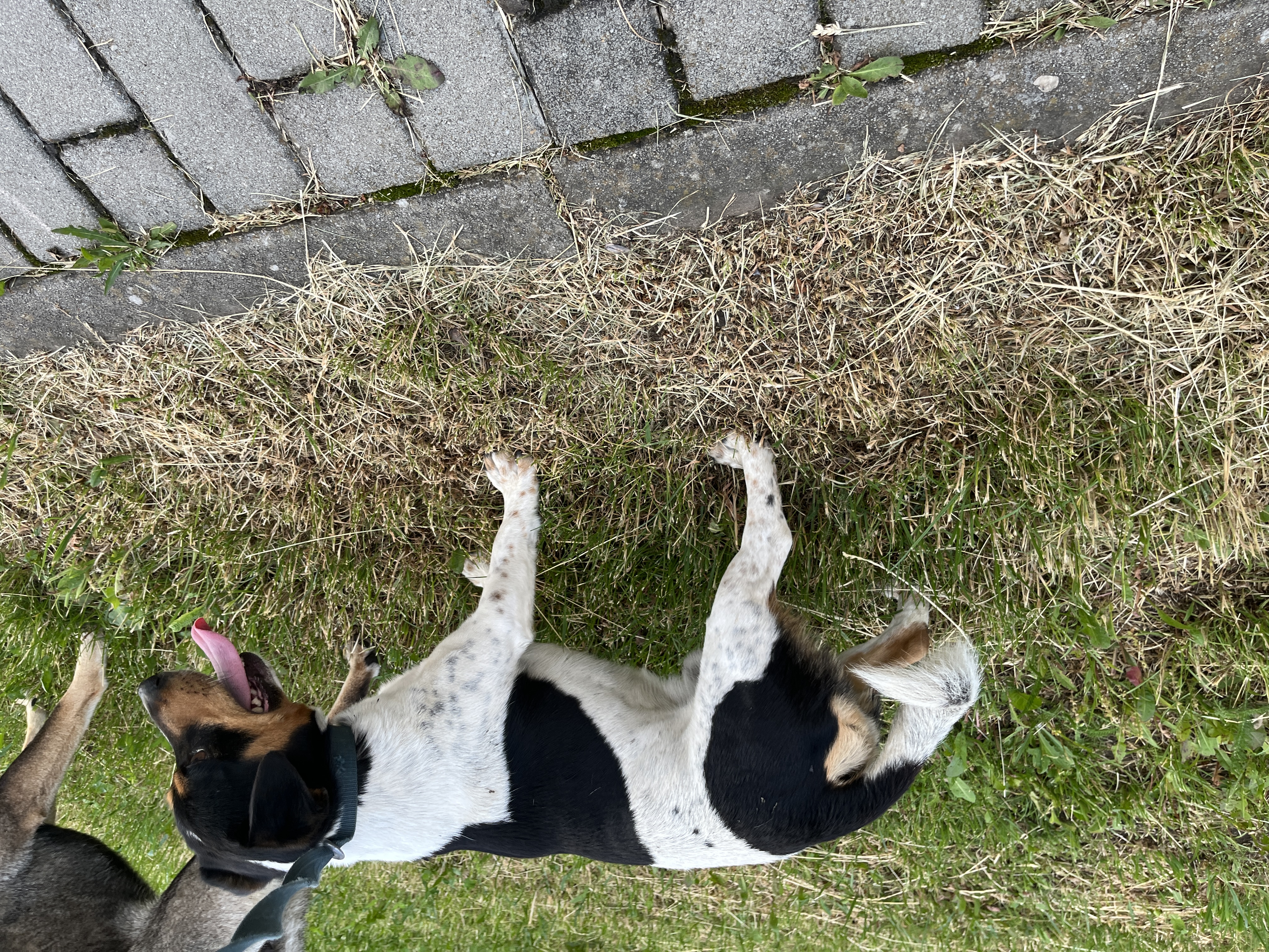 Jack Russell – fotografia 3