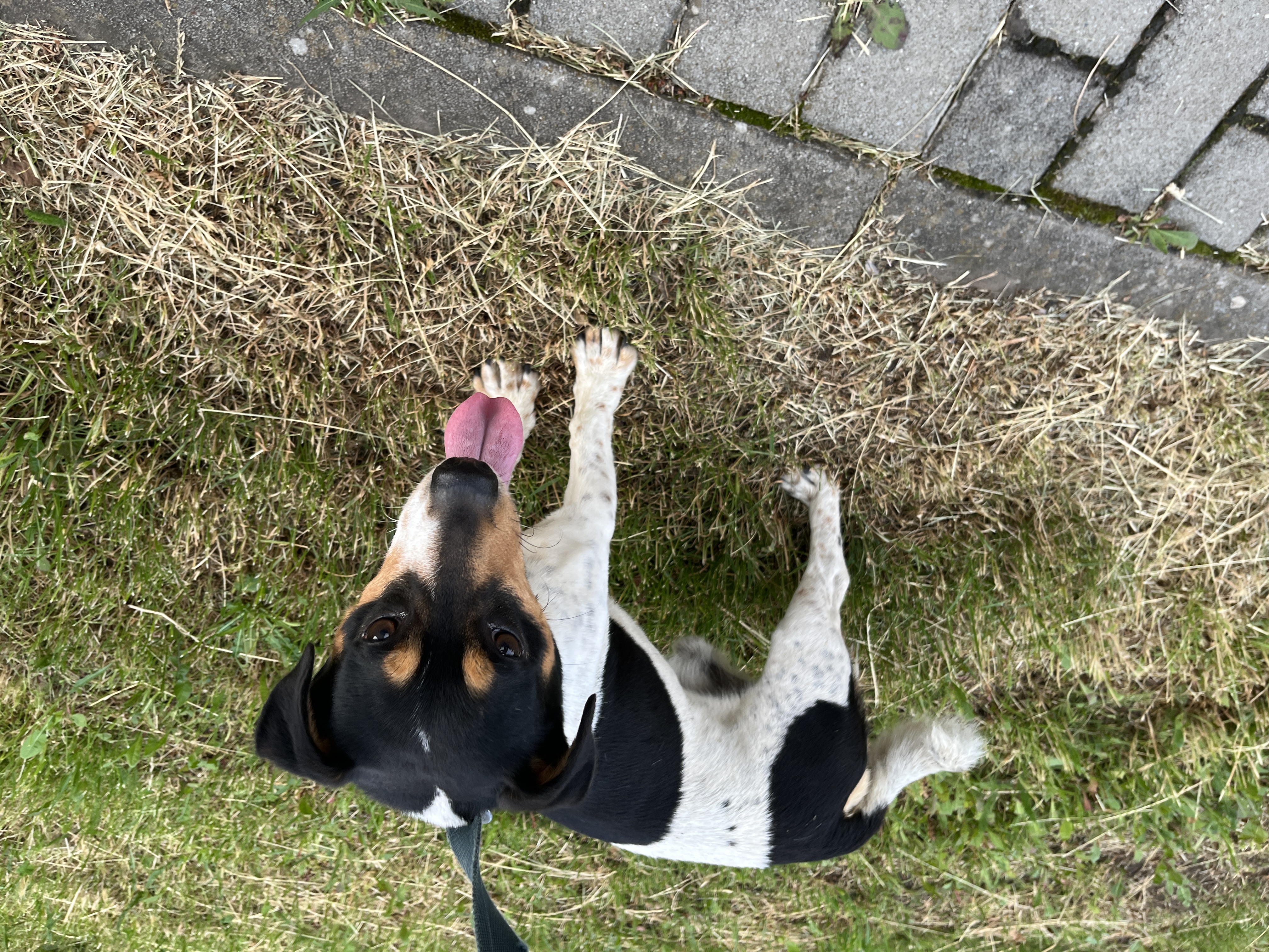 Jack Russell – fotografia 4