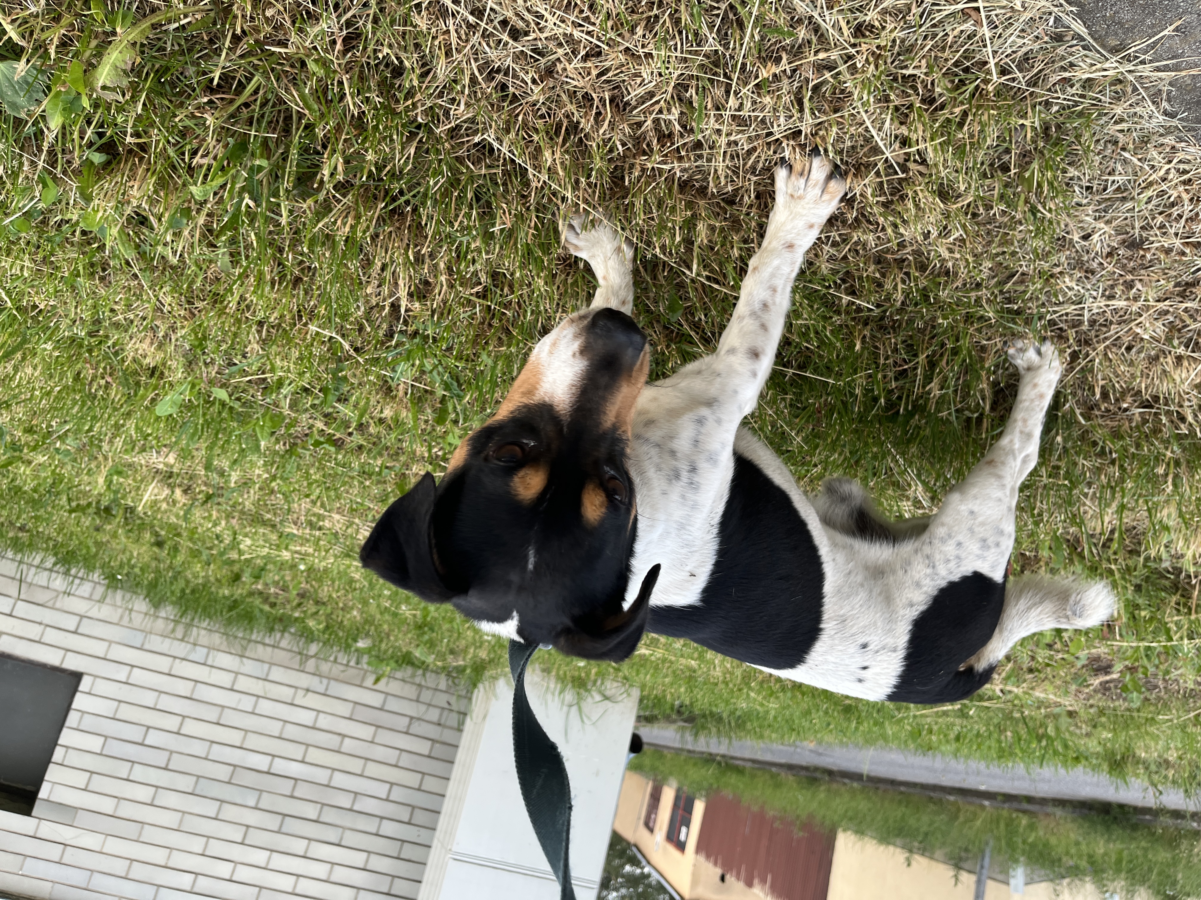 Jack Russell – fotografia 5