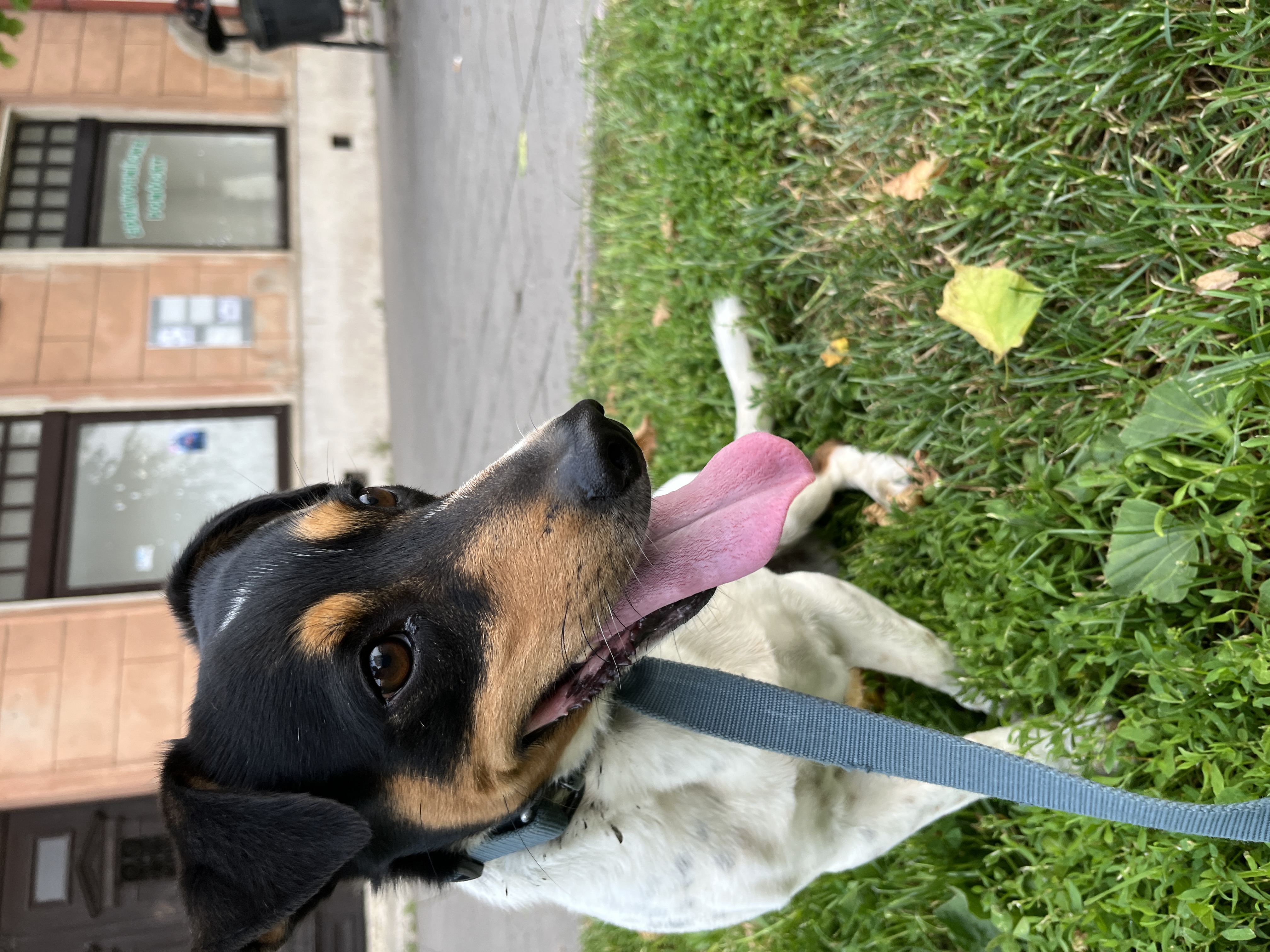 Jack Russell – fotografia 7