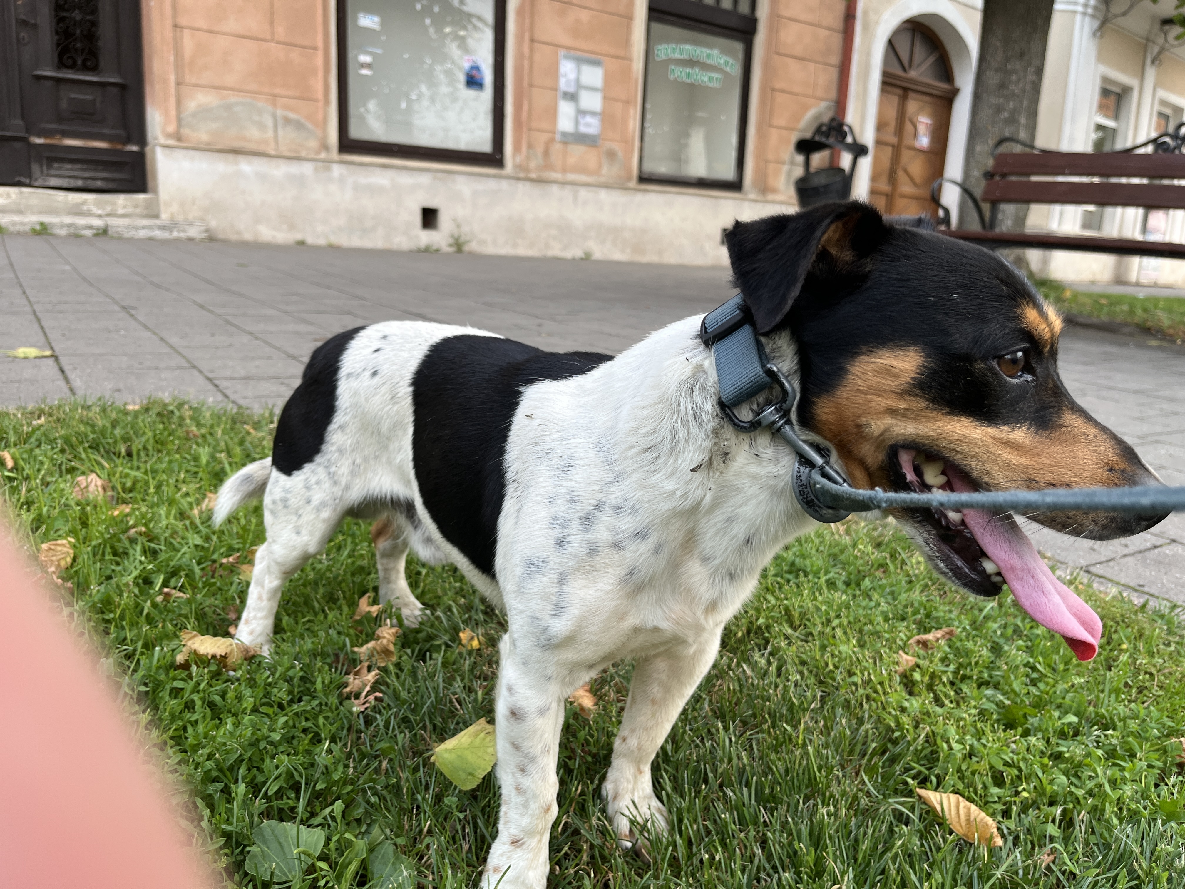 Jack Russell – fotografia 8