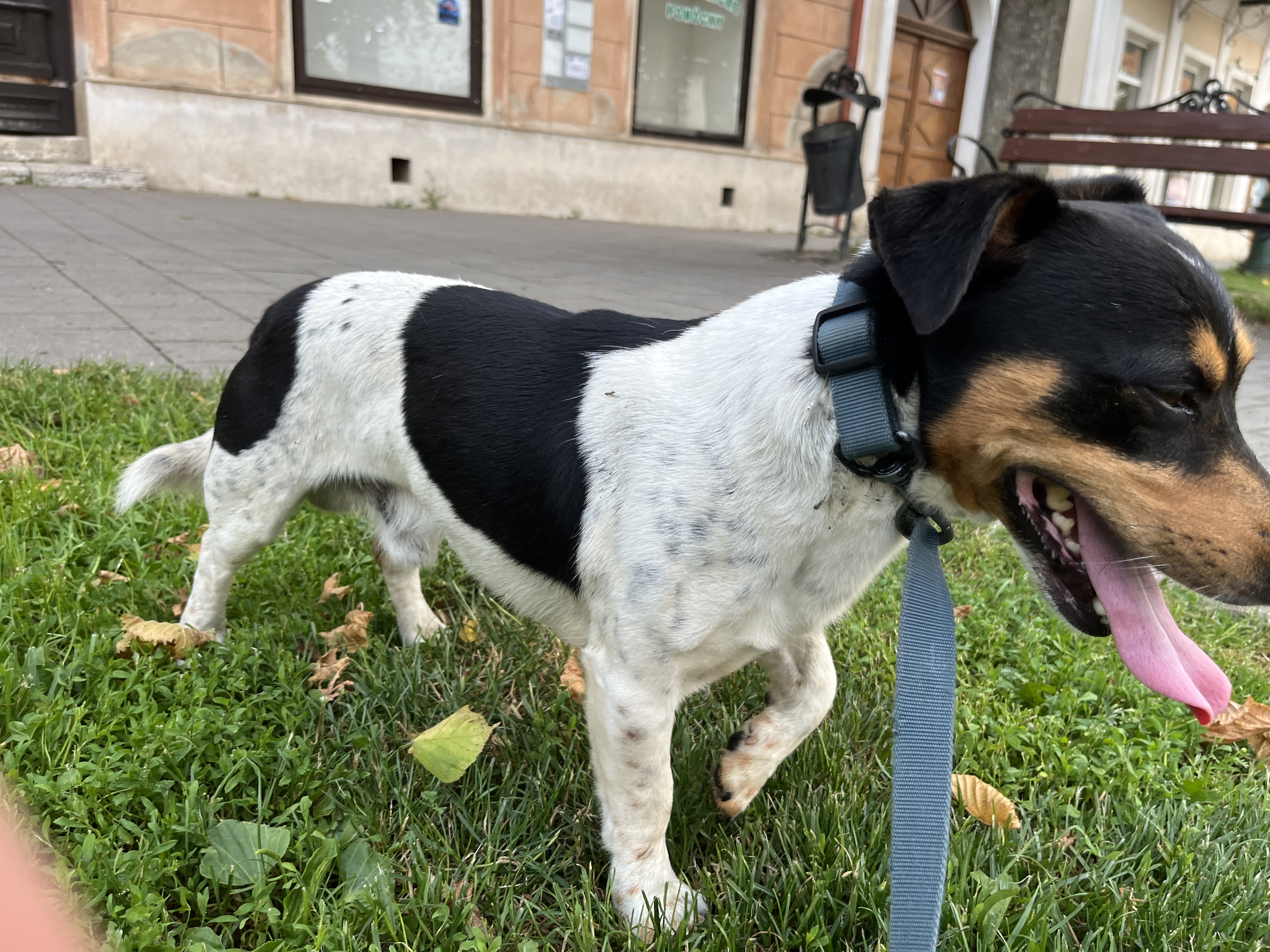 Jack Russell – fotografia 9