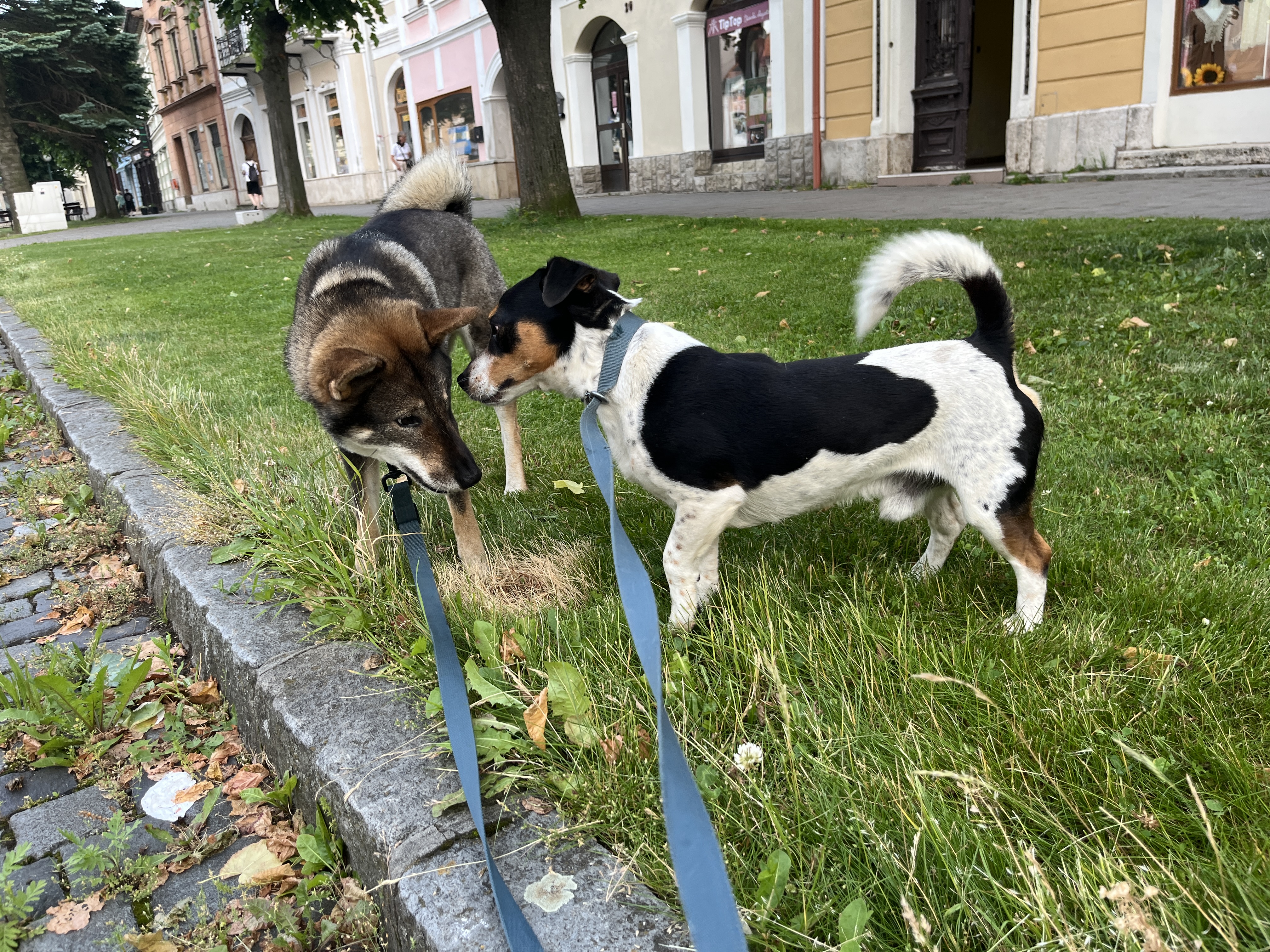 Jack Russell – fotografia 11